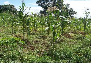 Partnerschaft Butema / Uganda Pflanzenbau